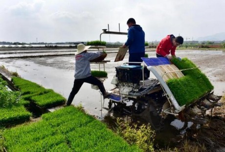 武義：智能無人駕駛插秧機(jī)下田作業(yè)