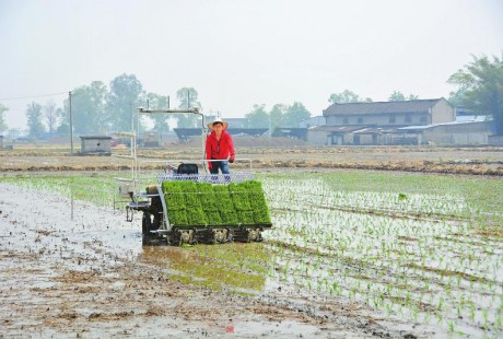 北斗定位，無(wú)人駕駛，1小時(shí)插秧7畝 這插秧機(jī)好牛！